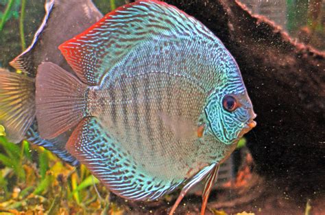 blue snakeskin discus fish